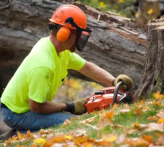 tree services Hamden